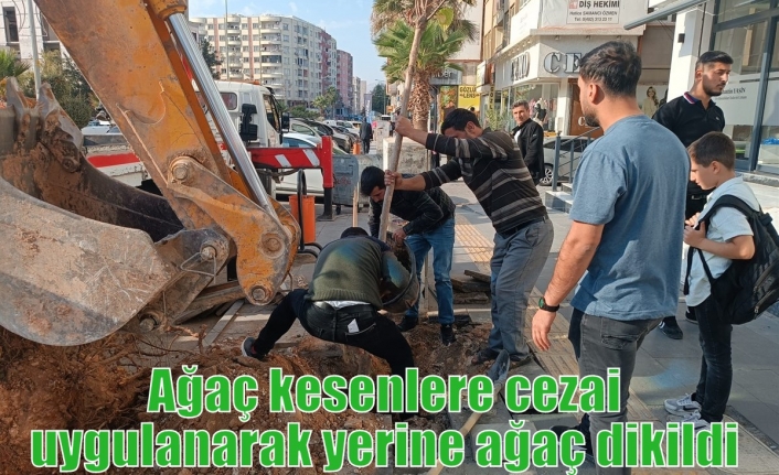 Ağaç kesenlere cezai uygulanarak yerine ağaç dikildi