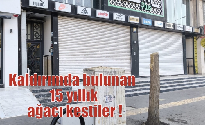 Kaldırımda bulunan 15 yıllık ağacı kestiler