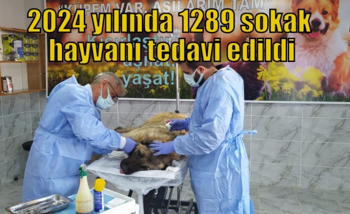 2024 yılında 1289 sokak hayvanı tedavi edildi