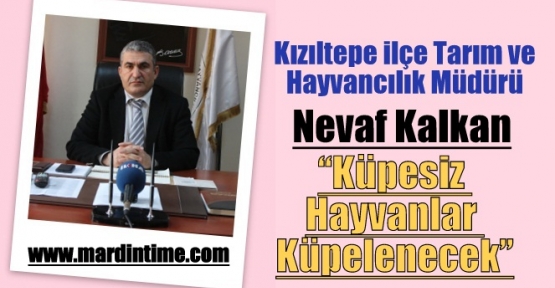 Kızıltepe'de küpesiz hayvanlar küpelenecek