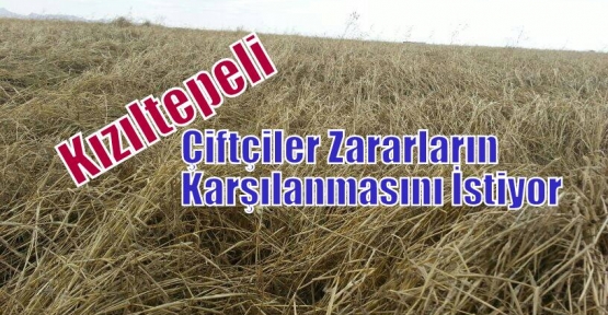  Kızıltepeli çiftçiler zararların karşılanmasını istiyor